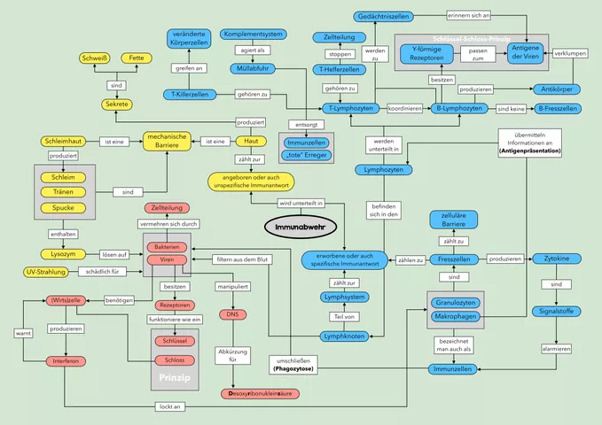 Cover: Concept-Map zum Immunsystem (Biologie)
